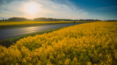 Stockholm Ekero - Aerial view of a Rapeseed field 20-04-01. High quality 4k footageの写真素材