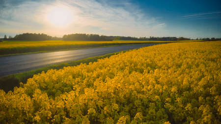 Stockholm Ekero - Aerial view of a Rapeseed field 20-04-01. High quality 4k footageの写真素材
