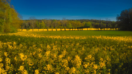 Stockholm Ekero - Aerial view of a Rapeseed field 20-04-01. High quality 4k footageの写真素材