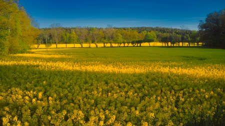 Stockholm Ekero - Aerial view of a Rapeseed field 20-04-01. High quality 4k footageの写真素材