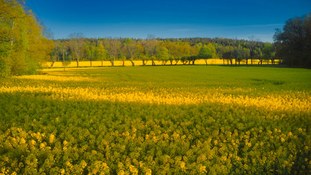 Stockholm Ekero - Aerial view of a Rapeseed field 20-04-01. High quality 4k footageの写真素材