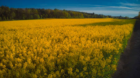 Stockholm Ekero - Aerial view of a Rapeseed field 20-04-01. High quality 4k footageの写真素材