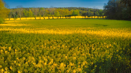 Stockholm Ekero - Aerial view of a Rapeseed field 20-04-01. High quality 4k footageの写真素材