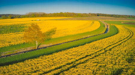 Stockholm Ekero - Aerial view of a Rapeseed field 20-04-01. High quality 4k footageの写真素材