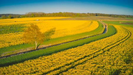 Stockholm Ekero - Aerial view of a Rapeseed field 20-04-01. High quality 4k footageの写真素材
