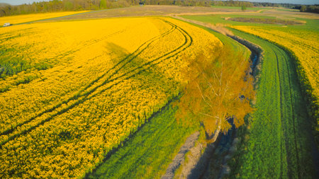 Stockholm Ekero - Aerial view of a Rapeseed field 20-04-01. High quality 4k footageの写真素材