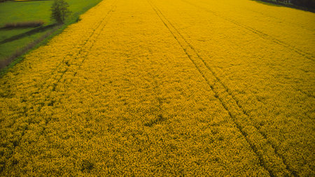 Stockholm Ekero - Aerial view of a Rapeseed field 20-04-01. High quality 4k footageの写真素材
