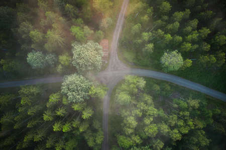 Drone view of forrest during the sunset in Sweden . High quality photoの写真素材