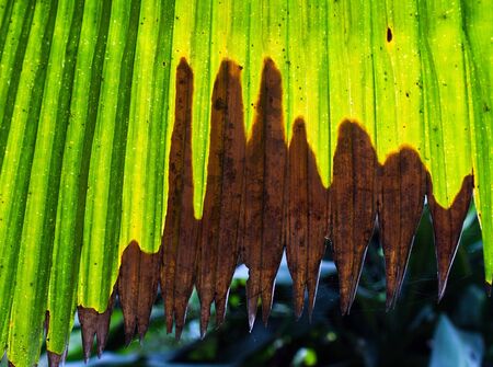brown and green leaf