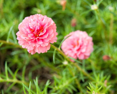 Pink flower