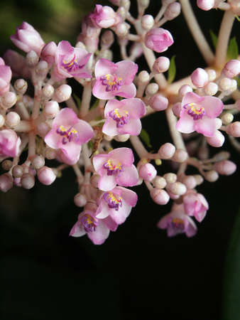 small pink flowersの写真素材