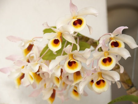 White orchid flowerの写真素材