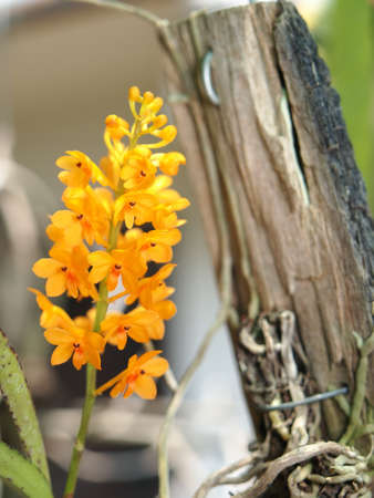 Orange orchid flowerの写真素材