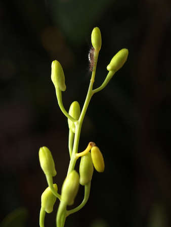 worm on pollenの写真素材