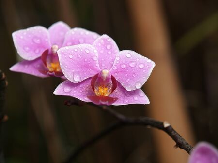 Fresh Purple Orchid Flowerの写真素材