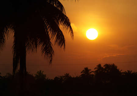 silhouette of coconut tree with sun の写真素材