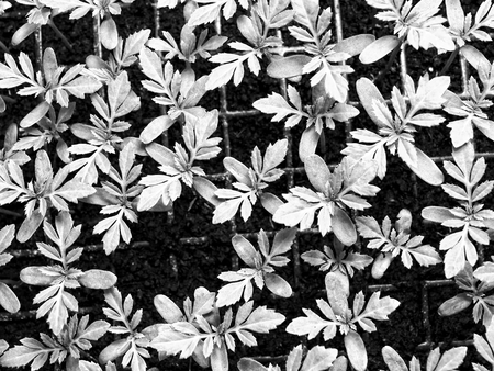 Young Seedling Marigold plant in plastic seed tray, monotone color backgroundの写真素材