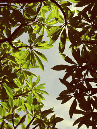 tree leafs with clear sky, vintage color 