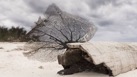 Dry tree lying on the beach of Cayo Levisa, Cuba.の写真素材