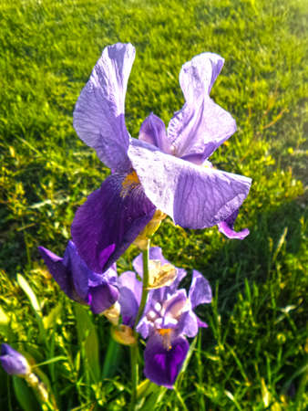 Purple Flowers Background