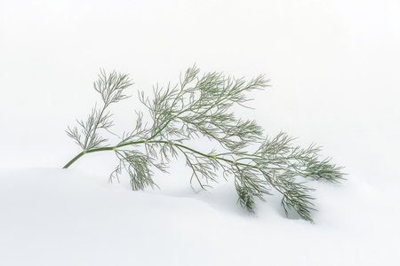 High-quality image of a fresh dill sprig with soft, diffused lighting. Ideal for culinary themes, advertising, and prints. Copy space available.の素材