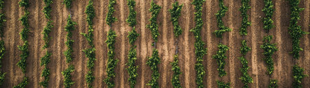 Expansive top-down view of perfectly aligned grapevine rows with vibrant green foliage contrasting earthy reddish soil, capturing the essence of viticulture. Ideal for wine industry marketing, travel promotions, and agricultural visuals to evoke abundance and tradition.の素材