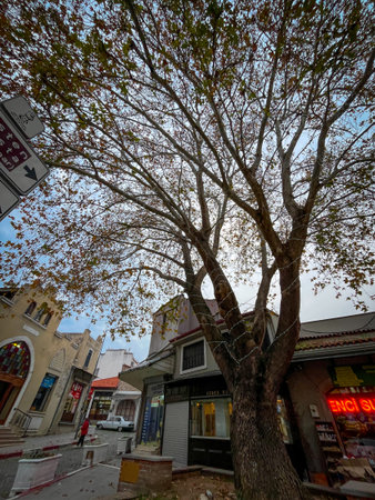 Pergamon was founded as the capital of the Attalid dynasty in the 3rd century BC by Philetaerus, flourishing under kings Eumenes II and Attalus II as a Hellenistic powerhouse before becoming a Roman province. High-resolution capture reveals sharp details of vivid orange foliage, dramatic low-angle perspective, and textured bark against clear skies.の写真素材