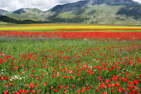 Filed of poppy flowersの写真素材