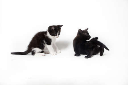 black kitten isolated on white backgroundの写真素材