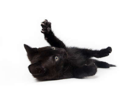 black kitten isolated on white backgroundの写真素材