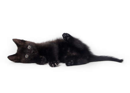 black kitten isolated on white backgroundの写真素材