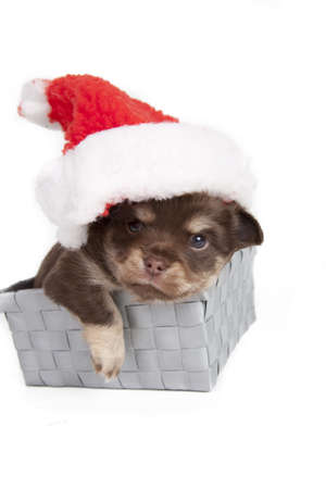 chihuahua pup playful on blue backgroundの写真素材