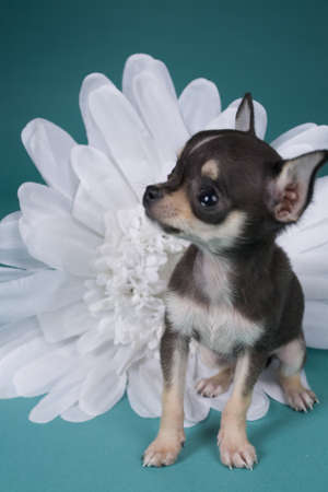 Chihuahua sitting on a colored backgroundの写真素材