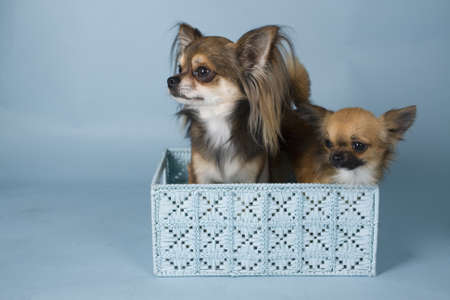 chihuahua on colored background