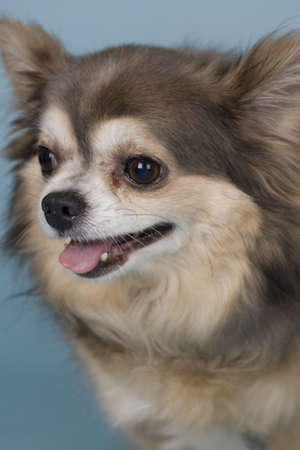 chihuahua on colored backgroundの写真素材