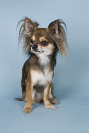chihuahua on colored backgroundの写真素材