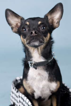 chihuahua on colored backgroundの写真素材