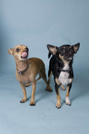 chihuahua on colored backgroundの写真素材