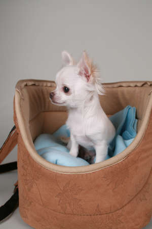 chihuahua pup sitting on colored backgroundの写真素材