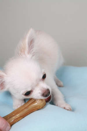 chihuahua pup sitting on colored backgroundの写真素材