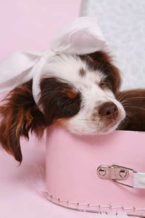 australian shepherd pup on colored backgroundの写真素材