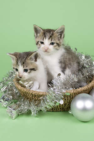 kitten sitting on colored background