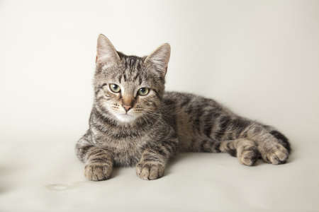 cat playful on colored backgroundの写真素材