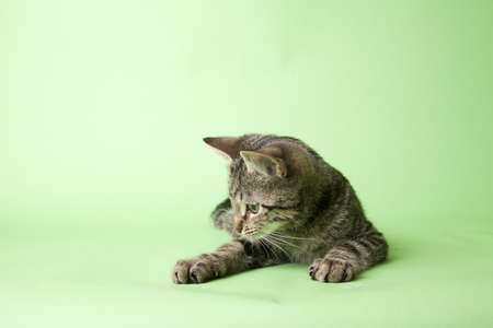 cat playful on colored backgroundの写真素材