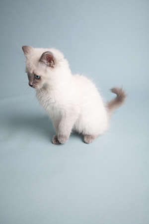 ragdoll kitten playful on colored backgroundの写真素材