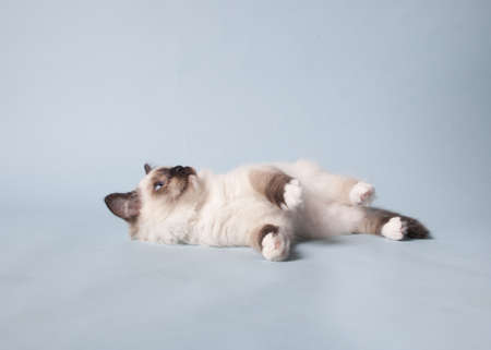 ragdoll kitten playful on colored backgroundの写真素材