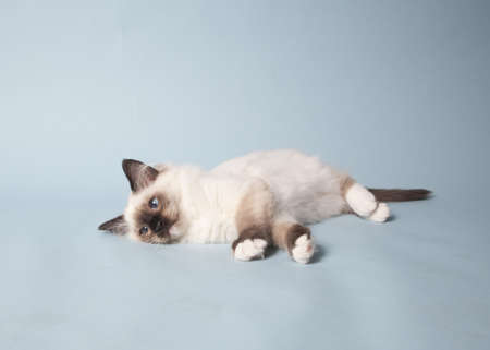 ragdoll kitten playful on colored backgroundの写真素材