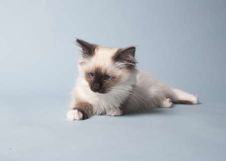 ragdoll kitten playful on colored backgroundの写真素材