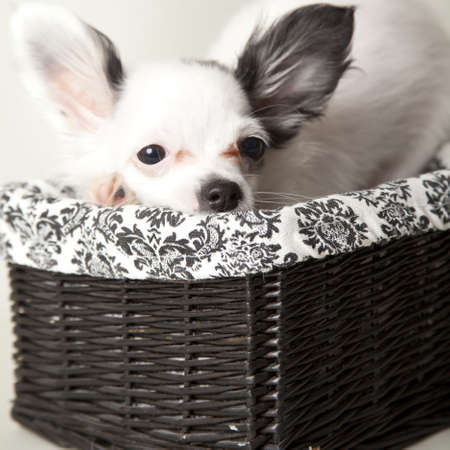 chihuahua playful on colored backgroundの写真素材