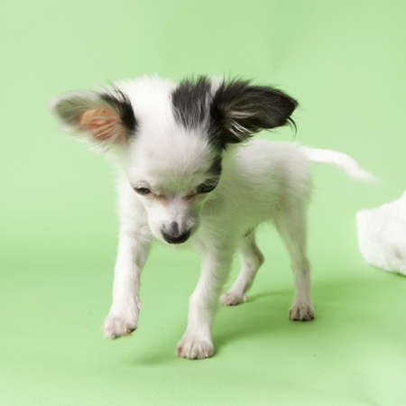 chihuahua playful on colored backgroundの写真素材